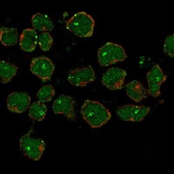 CCDC42B Antibody, Novus Biologicals:Antibodies:Primary Antibodies